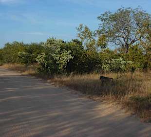 Krüger Nationalpark