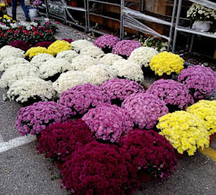 Altstadt Santañí in Santañí / Santanyí