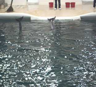 Delphinarium in Varna