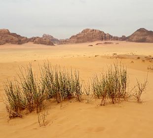 Wüstenlandschaft Wadi Rum