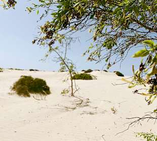 Naturpark Dünen von Corralejo