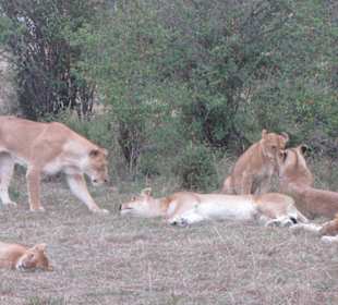 Masai Mara