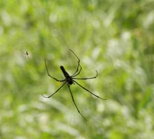 Spinne