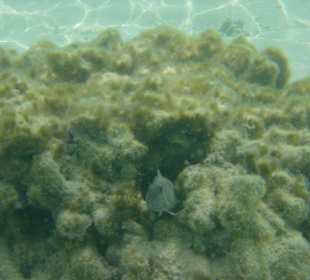 Schleimfisch