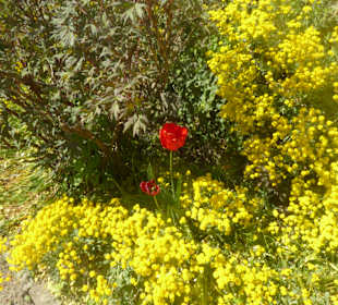 Botanischer Garten München