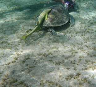 Schildkröte in der Nachbarbucht Abu Dabab