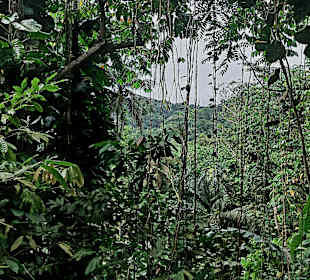 Parque Natural Obô do Príncipe