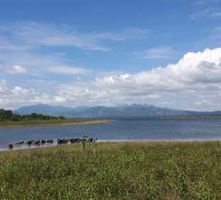 Büffelherde im Udawalawe-Nationalpark