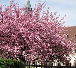 Straßburg im Frühling