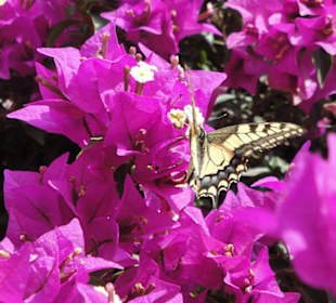 Schöne Blumenlandschaft