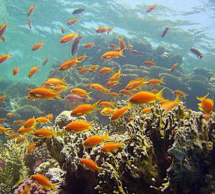 Fahnenbarsche am Riff