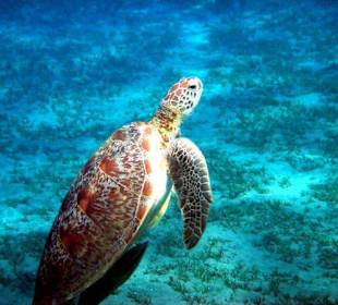 Schildkröte beim Auftauchen