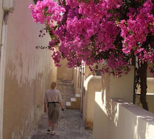 wunderschöne Bouganvilea