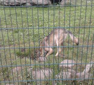 Wolfsfütterung sehr empfehlenswert