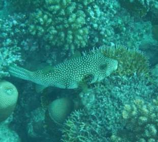 Hausriff Arabia Azur