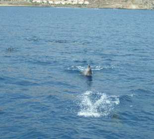 Spielende Delfine in freier Natur