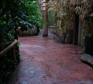 Zwierzęta w zoo