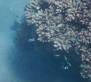 Schnorcheln am Hausriffs