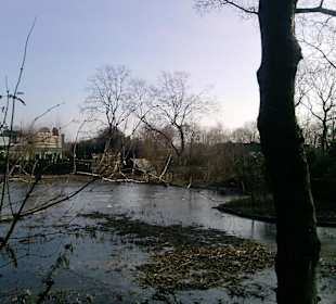 Eis auf der Wasseroberfläche