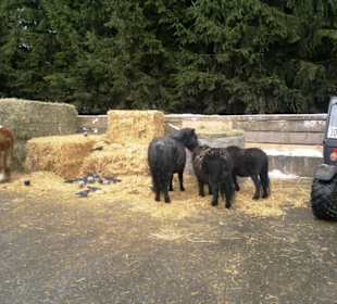 Gut Aiderbichl Fressstation