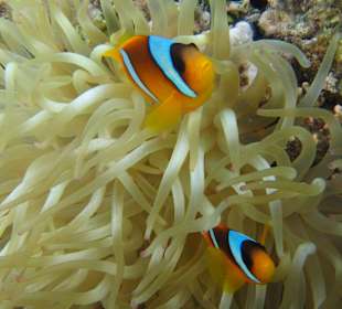Tauchbasis Aquatic Divers im Pensee Royal Garden 