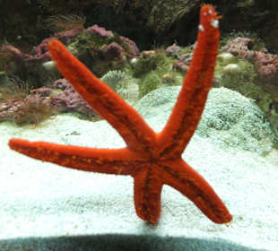 Old Town Aquarium, Rhodos