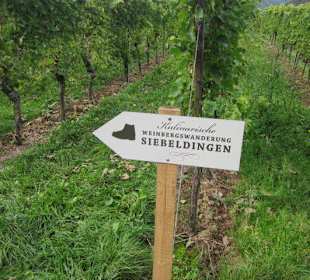 Kulinarische Weinbergswanderung