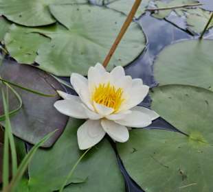 Seerosen bei Schloss Tarasp