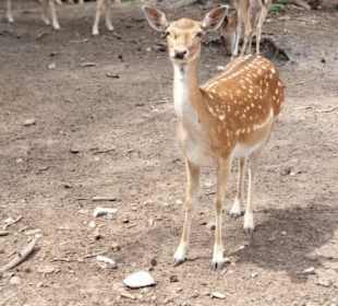 Naturwildpark Granat 