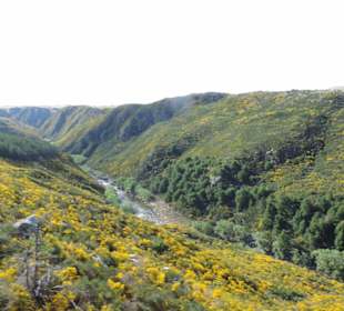Mitder Taileri Railway durch die Natur Neuseelands