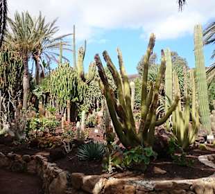 Bild aus dem schönen Oasis Park