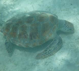 Schildkröte