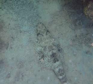 Teppichkrokodilfisch