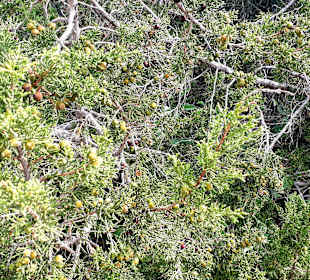 Nationalpark Kap Greco