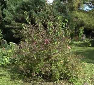 Sankt-Johann-Kapelle Tettnang