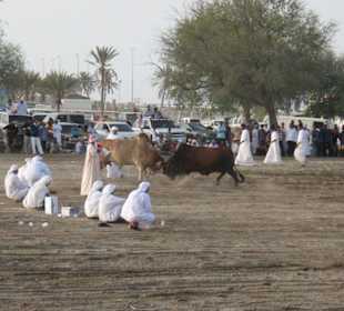 Bullenkampf in Fujairah