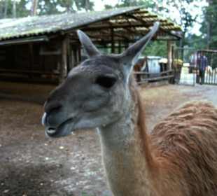 Naturwildpark Granat - Haltern