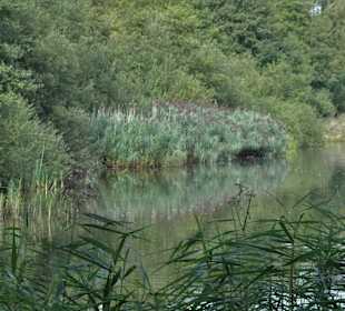 Impressionen vom Rundweg um den Weichelsee