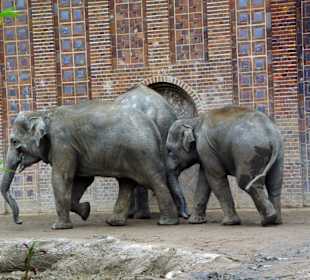 Asiatische Elefanten
