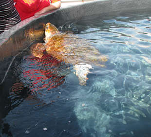 Unechte Karettschildkröte