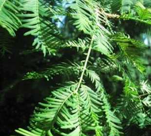 Metasequoia glyptostroboides, Dawn Redwood
