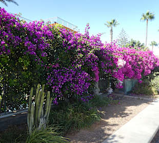 Stadtrundgang Playa del Ingles