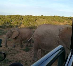 Elefanten direkt neben dem Auto