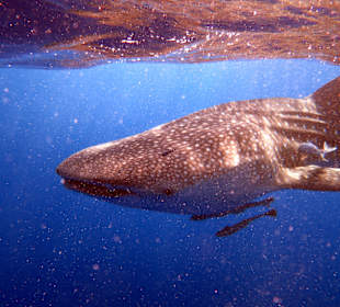 Einfach der Wahnsinn