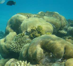 Korallen im Hausriff - Hotel Jaz Blumarine