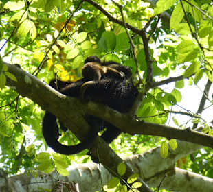 Brüllaffe mit Baby - einfach süß!