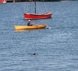 ..da hat sich jemand verirrt..