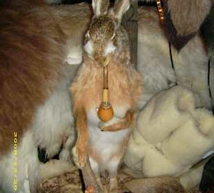 ausgestopfter Hase