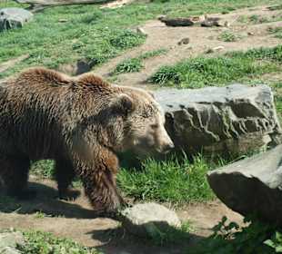 Bären zum Greifen nah