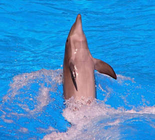 Loro - Park Delfin - Show